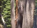 The tree that was struck by lightning. [Bobby Debevec, W6IWN, photo via YouTube]